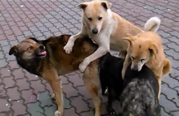 Bashkia Sarandë 3.3 milionë për tredhjen e qenve meshkuj