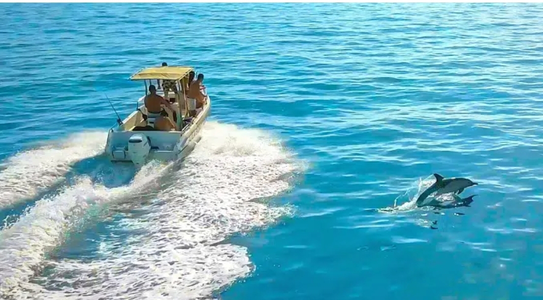VIDEO/ Delfinët shoqërojnë varkën turistike përgjatë bregdetit Jonian