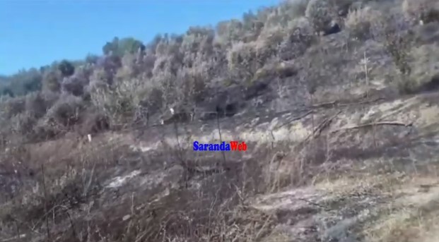 VIDEO/ Ja çfarë ka mbetur nga plantacioni me 2000 ullinj në Stjar