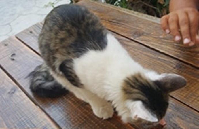 Është gjetur në Sarandë kjo mace e humbur