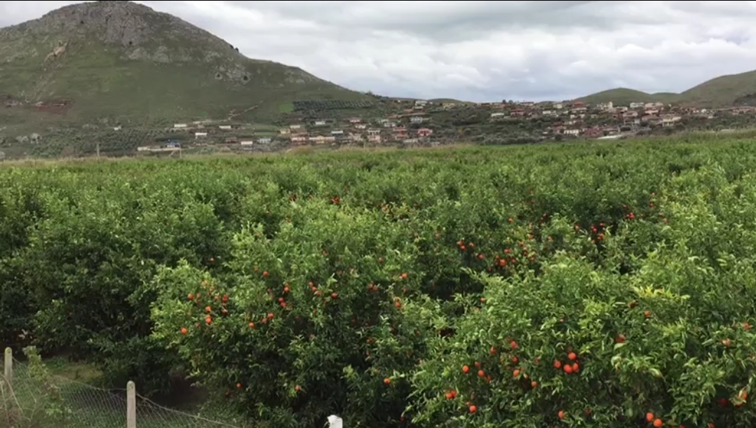 Prodhim i bollshëm i mandarinave në Konispol! Tregtari serb: Janë më të mira se të Greqisë