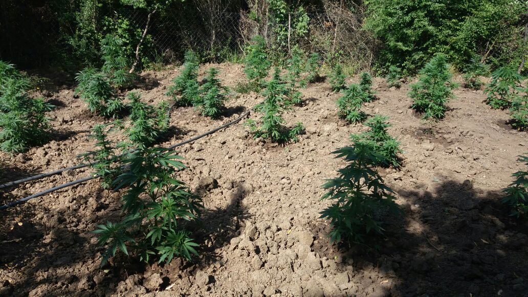 Dy barinjtë arrestohen nga policia, akuzohen për mbjelljen e 560 rrënjë kanabis