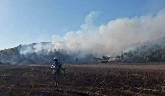 Zjarri në Matomar del jashtë kontrollit, digjen mijëra rrënjë ullinj