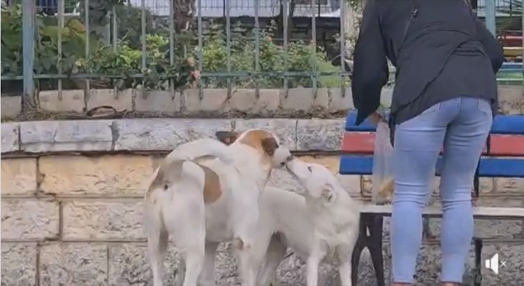 Ngritja e një qendre strehimi për qentë e rrugëve në Sarandë, një domosdoshmëri