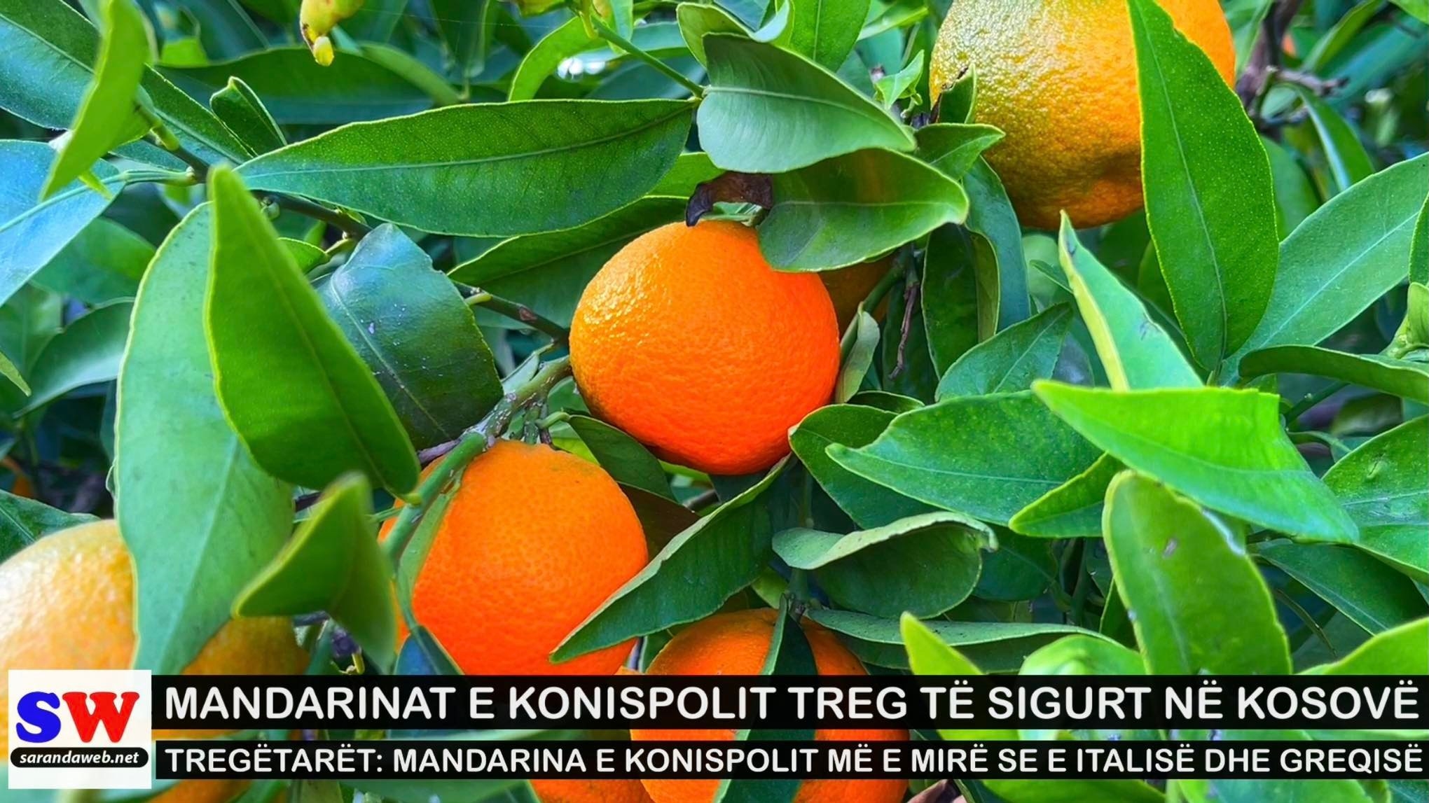 Mandarina e Konispolit po konkurron shtetet fqinje si Italia dhe Greqia