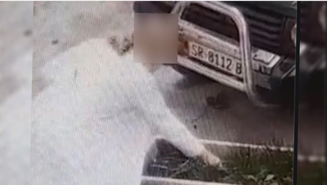 Qytetari denoncon me video vjedhjen e luleve: Duket si infermjere me çarçaf të bardhë