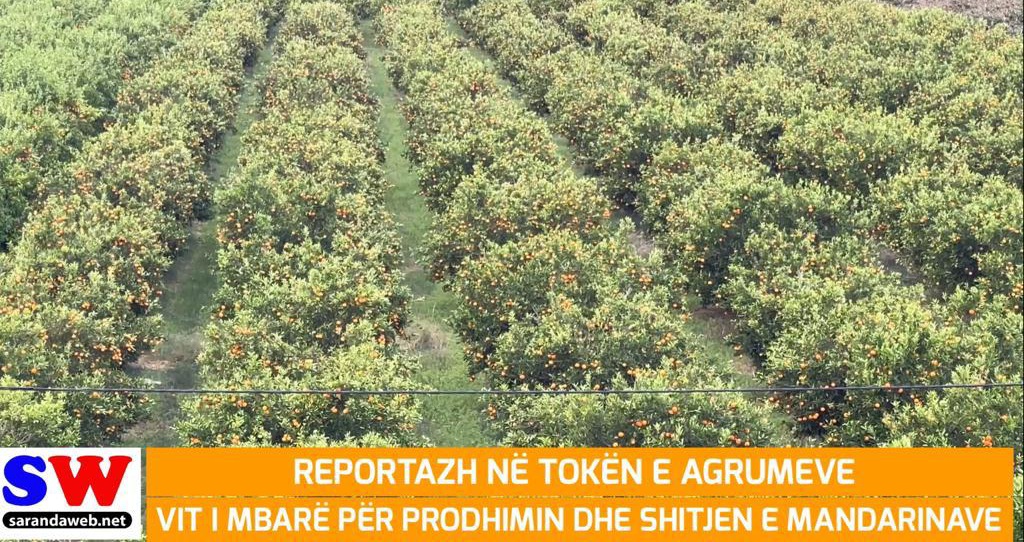 Reportazh në tokën e agrumeve: Vit i mbarë në prodhimin dhe shitjen e mandarinave