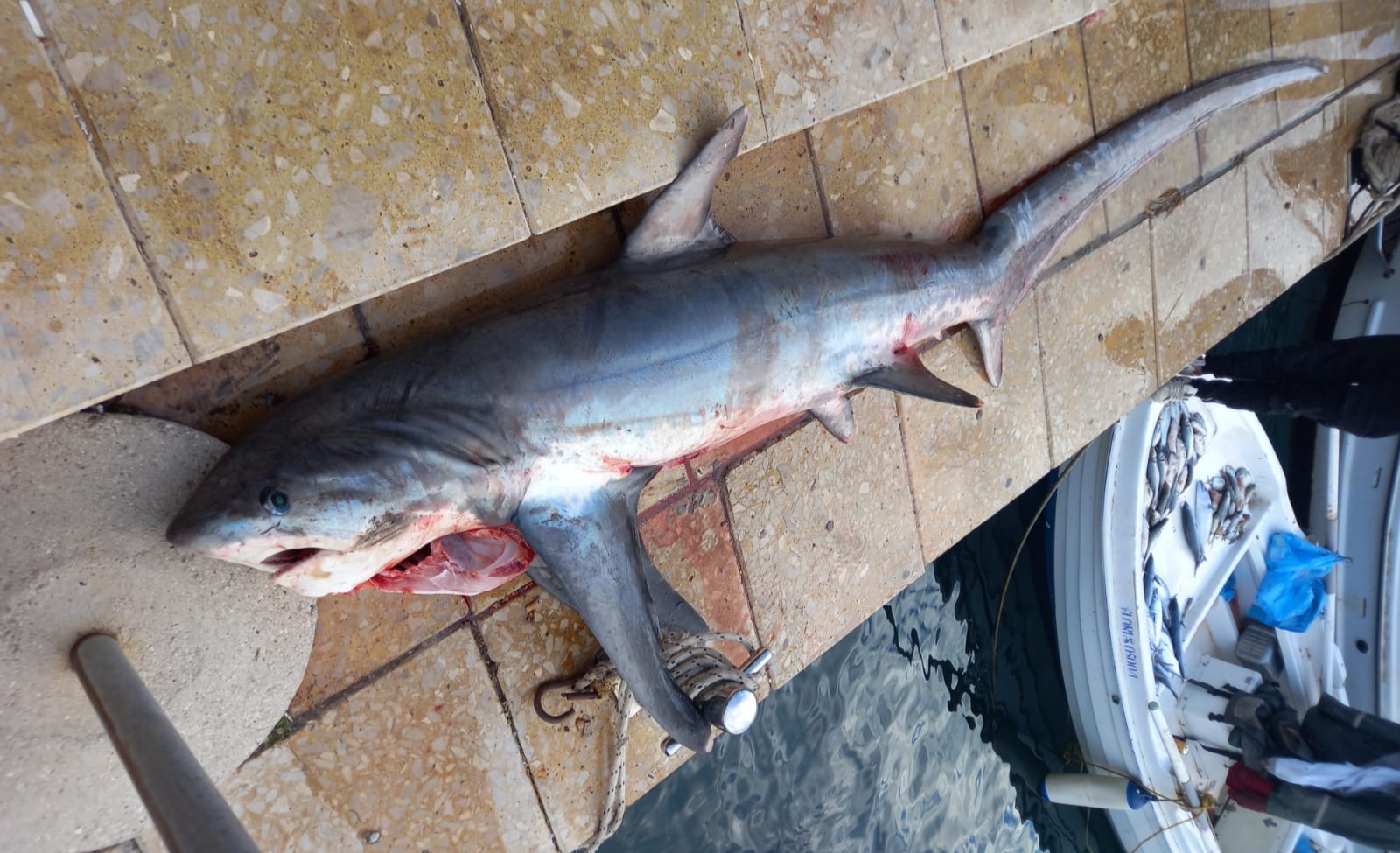 Peshkataret në Sarandë kapin në rrjetet e tyre një peshkaqen rreth 150 kg &#8211; VIDEO
