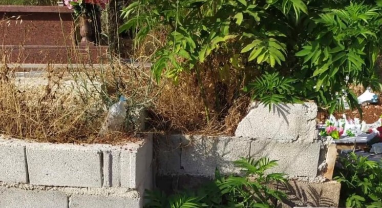 Denoncimi: Në varrezat e Sarandës nuk ka as ujë, livadhisin lopët &#8211; VIDEO