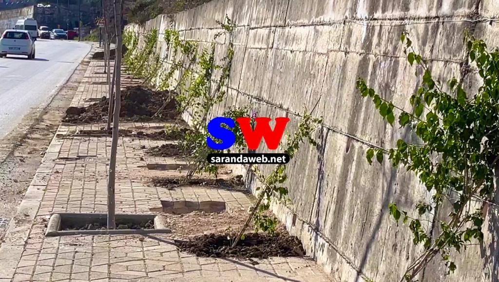 E paprecedentë: Priten lulet e sapombjella në Sarandë &#8211; VIDEO