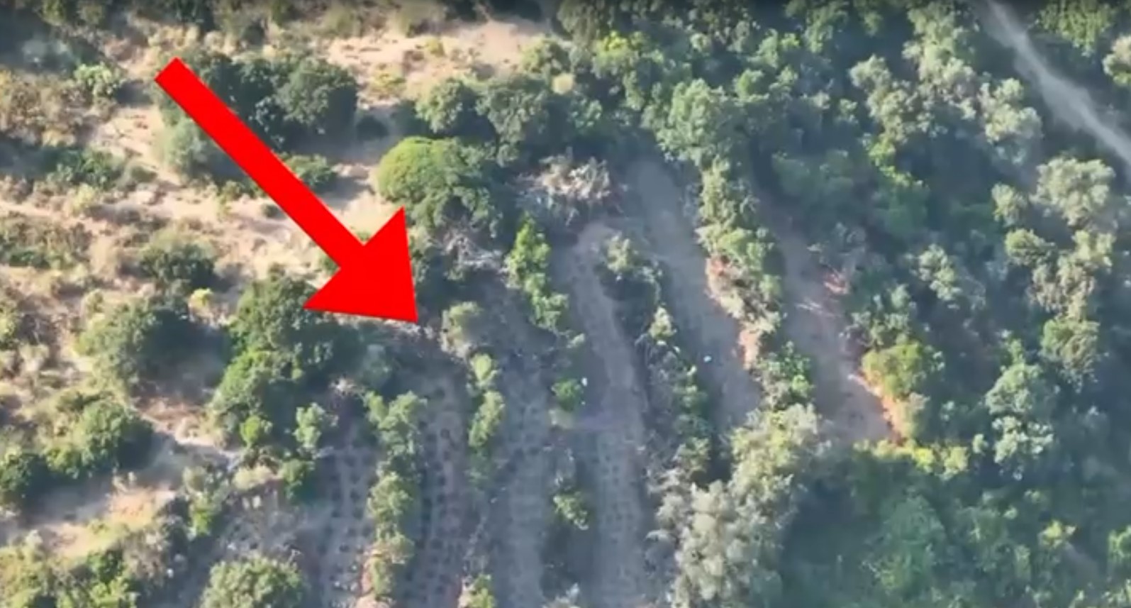 Zjarri në Lukovë zbuloi plantacionin me 150 bimë, 2 në pranga &#8211; VIDEO