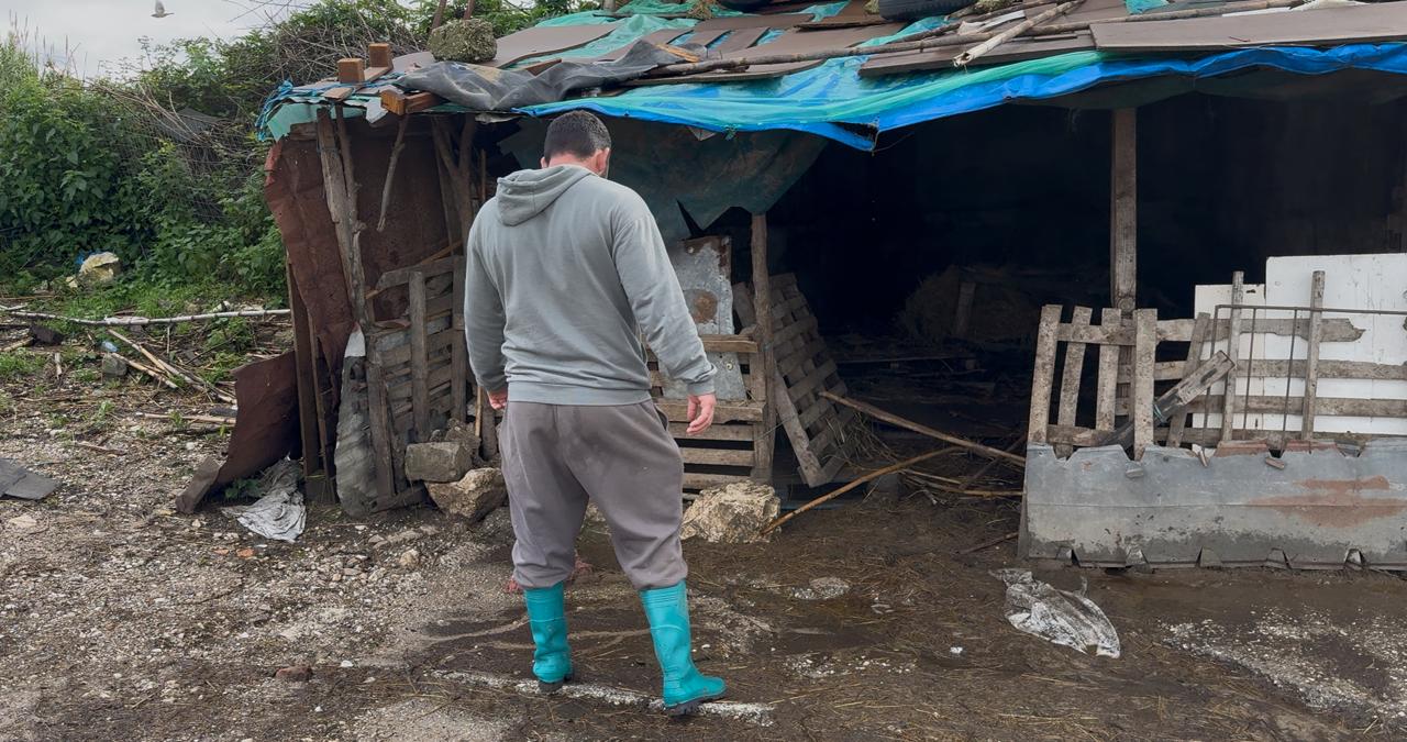 Dëme të mëdha nga përmbytjet, fermeri humb 226 krerë bagëti &#8211; VIDEO