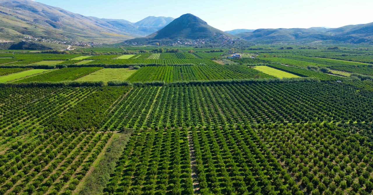 Mandarinat e Konispolit mbeten në degë, fermerët me sytë nga Zoti dhe Qeveria &#8211; VIDEO