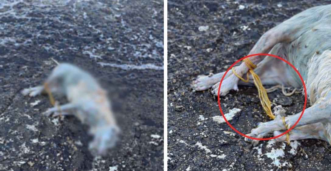 Rast i rëndë abuzimi ndaj një qeni në Sarandë ngre alarm dhe kërkon reagim të menjëhershëm