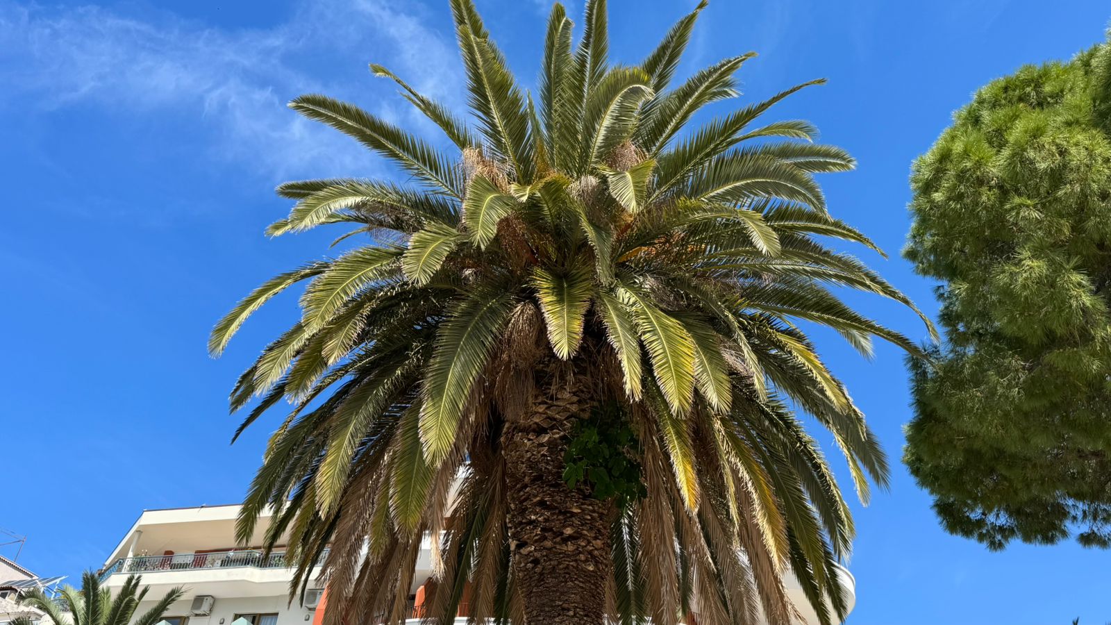 Bashkia Sarandë harron krasitjen e pemëve, qyteti mbetet pa kujdes në atë pak gjelbërim që ka