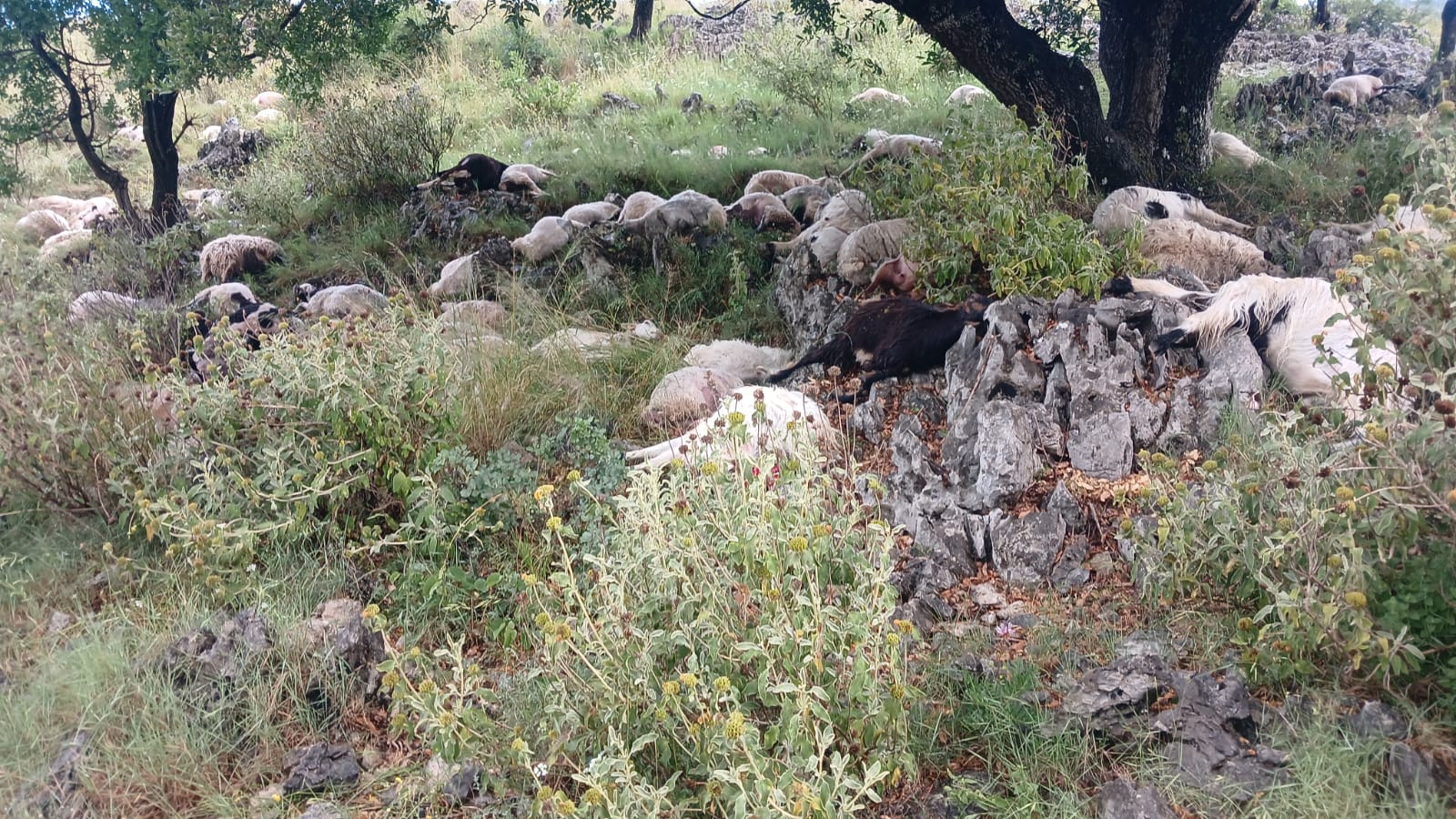 Rrufeja shkakton katastrofë në Delvinë, ngordhin deri në 200 dele në malin mbi Kopaçez